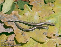 Entrer des mots clefs